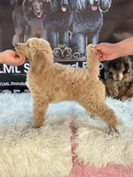Apricot Standard Poodle, a female Poodle - Standard  for sale in Moreno Valley, CA – 2 of 9