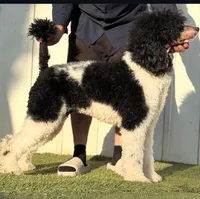 Brown Merle Phantom Standard Poodle, a female Poodle - Standard  for sale in Moreno Valley, CA – 5 of 9