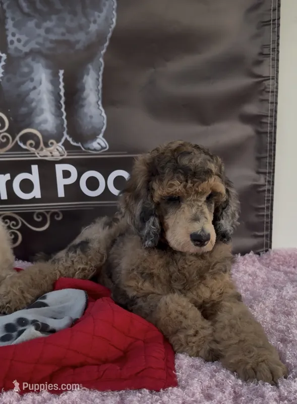 Brown Merle Phantom Standard Poodle – Poodle - Standard  puppy for sale in Moreno Valley, CA