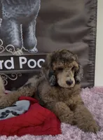 Brown Merle Phantom Standard Poodle, a female Poodle - Standard  for sale in Moreno Valley, CA – 1 of 9