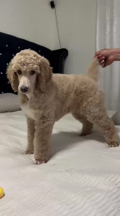 Apricot Standard Poodle, a female Poodle - Standard  for sale in Moreno Valley, CA – 7 of 9
