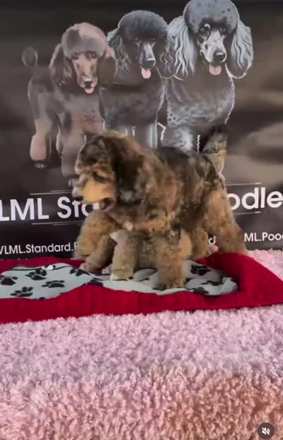 Apricot Standard Poodle, a female Poodle - Standard  for sale in Moreno Valley, CA – 8 of 9