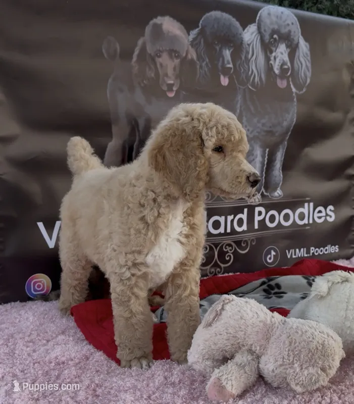 Apricot Standard Poodle – Poodle - Standard  puppy for sale in Moreno Valley, CA