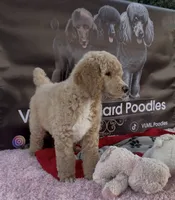 Apricot Standard Poodle, a female Poodle - Standard  for sale in Moreno Valley, CA – 1 of 9