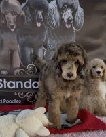 Brown Merle Phantom Standard Poodle, a female Poodle - Standard  for sale in Moreno Valley, CA – 3 of 9