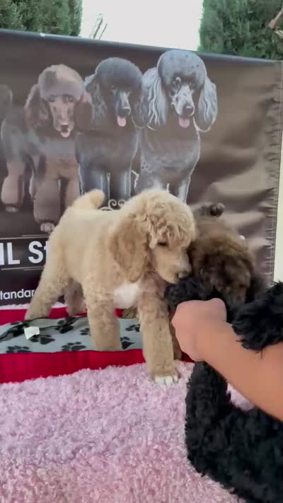 Brown Merle Phantom Standard Poodle, a female Poodle - Standard  for sale in Moreno Valley, CA – 9 of 9