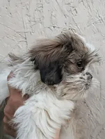 Male Pup, a male Shih Tzu for sale in Menifee, CA – 2 of 3
