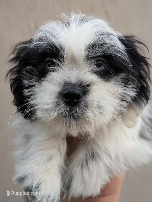 Female pup – Shih Tzu puppy for sale in Menifee, CA