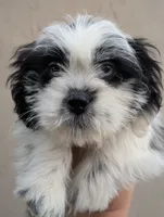 Female pup, a female Shih Tzu for sale in Menifee, CA – 1 of 2