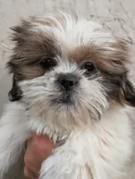 Male Pup, a male Shih Tzu for sale in Menifee, CA – 1 of 3