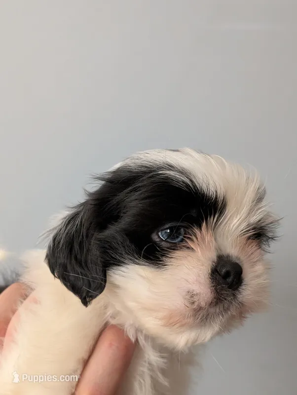 Blue Collar – Shih Tzu puppy for sale in Menifee, CA