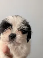 Blue Collar, a male Shih Tzu for sale in Menifee, CA – Photo 2 of 2