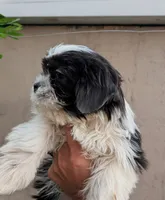 Female pup, a female Shih Tzu for sale in Menifee, CA – 2 of 2