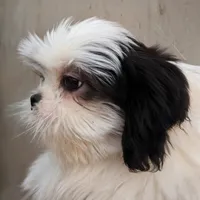 Female pup, a female Shih Tzu for sale in Menifee, CA – 2 of 2