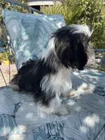 Green Collar, a male Shih Tzu for sale in Menifee, CA – Photo 3 of 4