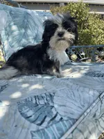 Green Collar, a male Shih Tzu for sale in Menifee, CA – Photo 1 of 4