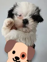 Purple Collar, a female Shih Tzu for sale in Menifee, CA – Photo 2 of 2