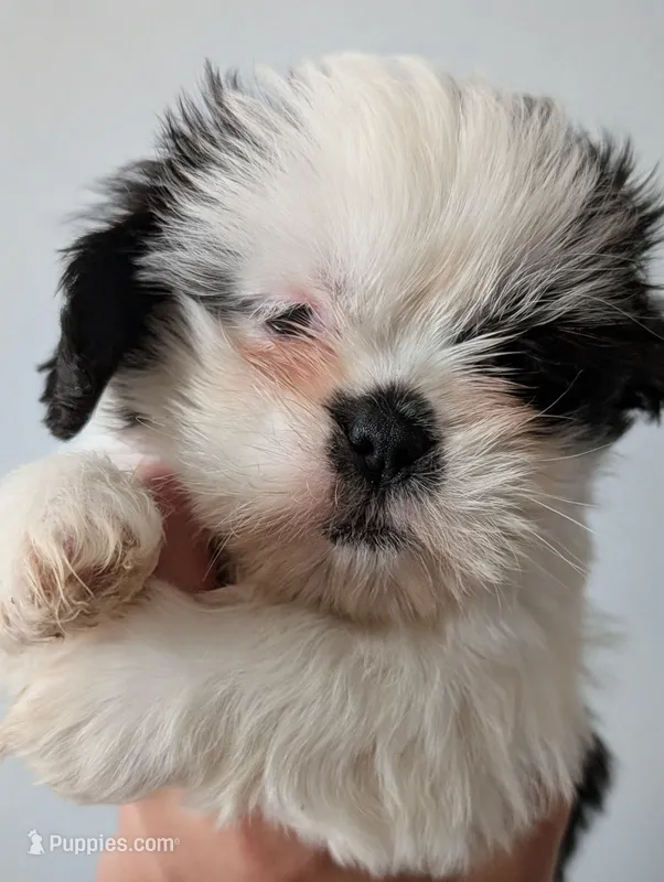 Purple Collar – Shih Tzu puppy for sale in Menifee, CA