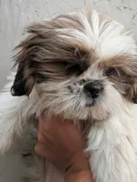 Male Pup, a male Shih Tzu for sale in Menifee, CA – 3 of 3