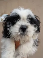 Female pup, a female Shih Tzu for sale in Menifee, CA – 2 of 2