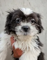 Female pup, a female Shih Tzu for sale in Menifee, CA – 1 of 2