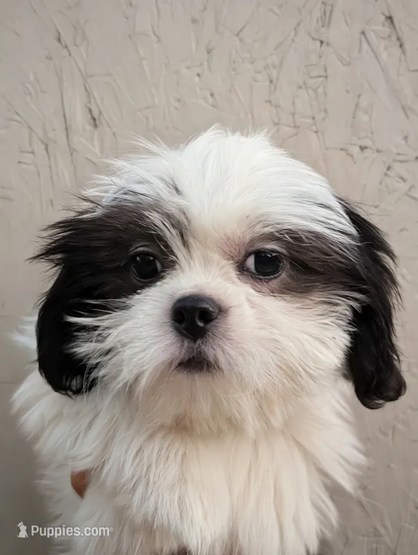 Female pup – Shih Tzu puppy for sale in Menifee, CA