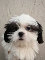 Female pup, a female Shih Tzu for sale in Menifee, CA – 1 of 2