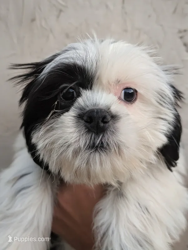 Male Pup – Shih Tzu puppy for sale in Menifee, CA