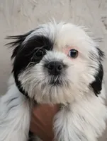 Male Pup, a male Shih Tzu for sale in Menifee, CA – 1 of 2