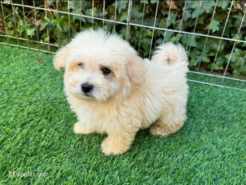 Maltese/Poodle – Maltipoo, Maltese puppy for sale in Seattle, WA