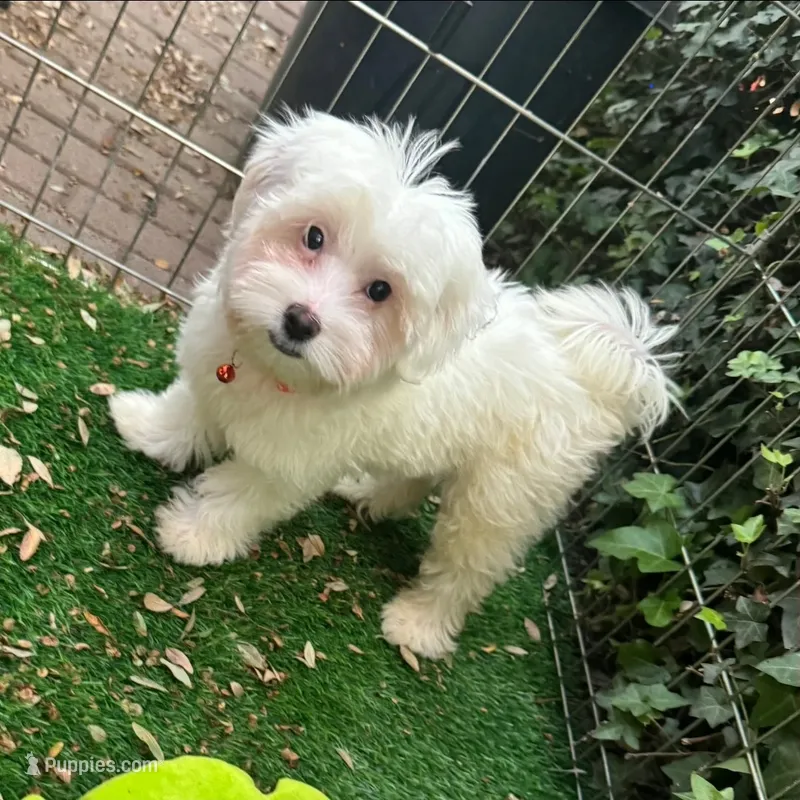 White Puppy 🐶 💙 – Maltipoo, Mal Shi puppy for sale in Seattle, WA