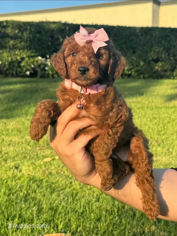 Female Puppy  – Poodle - Toy , Poodle - Miniature  puppy for sale in Seattle, WA