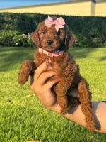 Female Puppy , a female Poodle - Toy  and Poodle - Miniature  for sale in Seattle, WA – 1 of 1