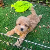Tiny Female Maltipoo 💖🐶, a female Maltipoo and Poodle - Toy  for sale in Seattle, WA – 1 of 2