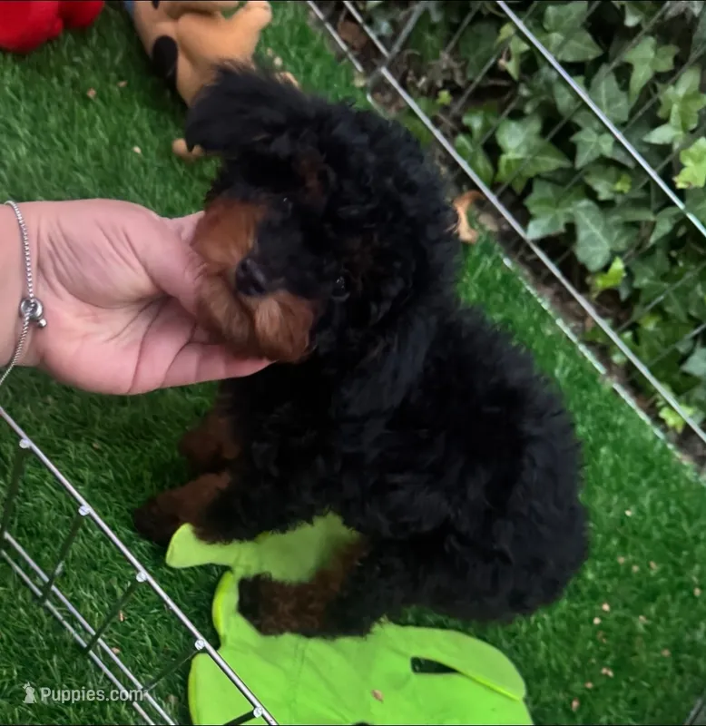 Mini Poodle Puppy 🐶  – Poodle - Miniature  puppy for sale in Seattle, WA