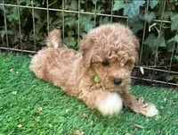 APRICOT Male Malti-poo , a male Maltipoo and Poodle - Toy  for sale in Seattle, WA – 1 of 2