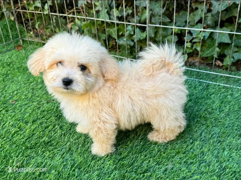Malti-poo Puppy – Maltipoo, Maltese puppy for sale in Seattle, WA