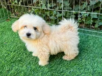 Malti-poo Puppy, a male Maltipoo and Maltese for sale in Seattle, WA – 1 of 2