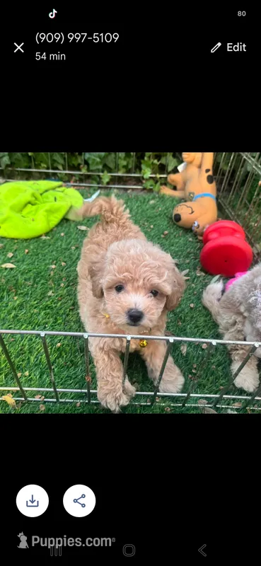  😍 Brown Malti-Poo 😍 – Maltipoo, Poodle - Toy  puppy for sale in Seattle, WA