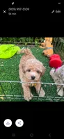  😍 Brown Malti-Poo 😍, a female Maltipoo and Poodle - Toy  for sale in Seattle, WA – 1 of 2