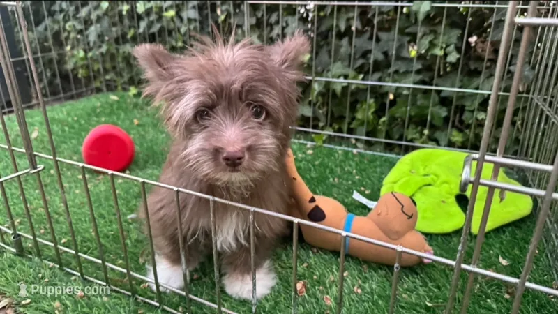 Sweet Morkie Mix – Doxiepoo, Morkie puppy for sale in Seattle, WA