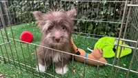 Sweet Morkie Mix, a male Doxiepoo and Morkie for sale in Seattle, WA – 1 of 1