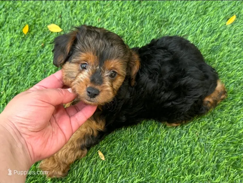 YorkiPoo Puppy – Yorkipoo, Mal Shi puppy for sale in Seattle, WA