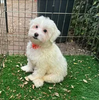 Maltipoo Pup 💙, a male Maltipoo and Mal Shi for sale in Seattle, WA – 1 of 1