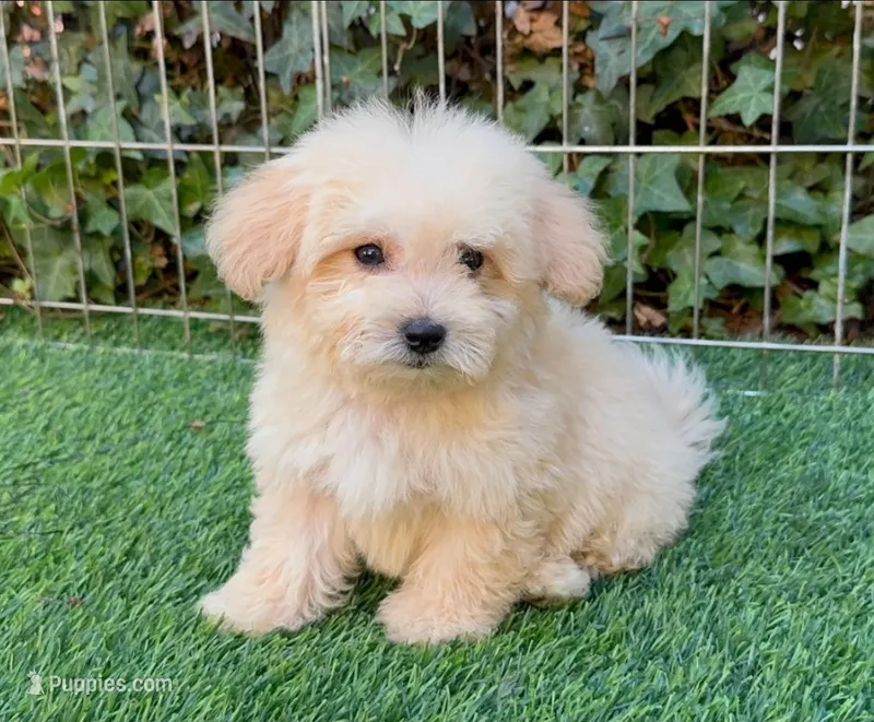 Adorable Maltipoo 💖🐾 – Maltipoo, Maltese puppy for sale in Seattle, WA