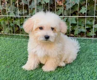 Adorable Maltipoo 💖🐾, a male Maltipoo and Maltese for sale in Seattle, WA – 1 of 2
