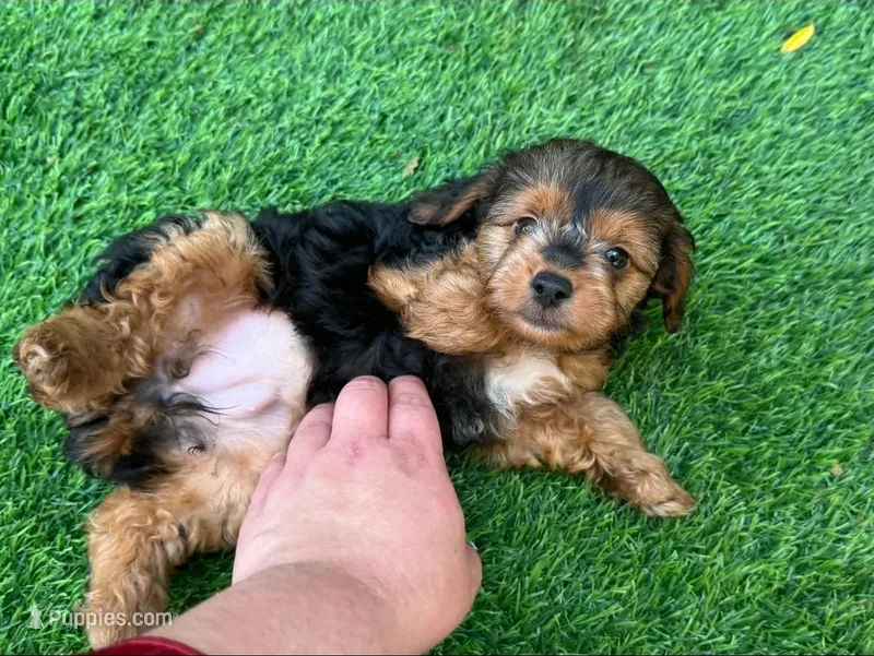 🐾Female Yorki-Poo 🐶🐾 – Yorkipoo, Mal Shi puppy for sale in Seattle, WA