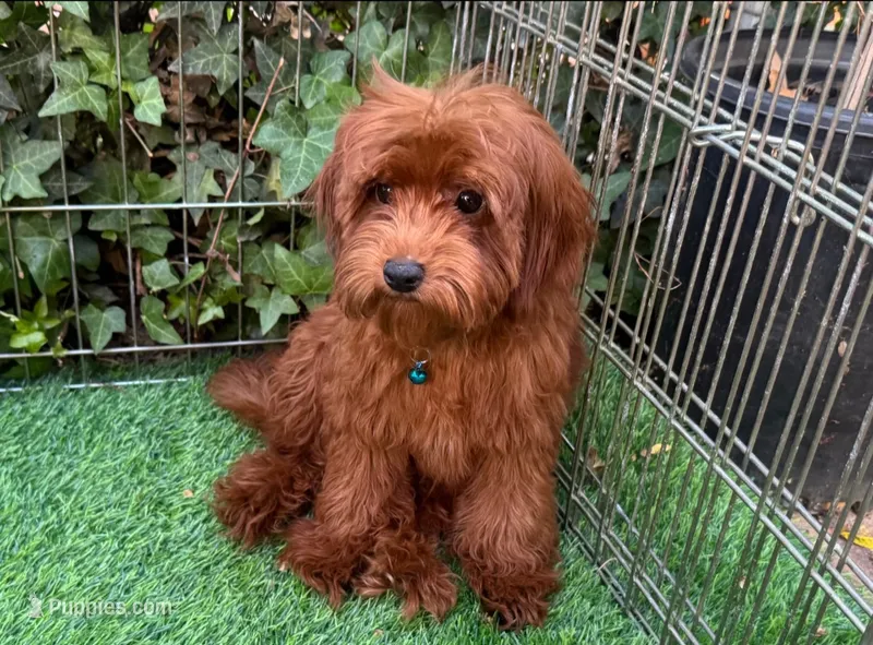 TEDDY – Poodle - Toy , Miniature Goldendoodle puppy for sale in Seattle, WA