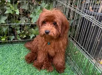 TEDDY, a male Poodle - Toy  and Miniature Goldendoodle for sale in Seattle, WA – 1 of 1