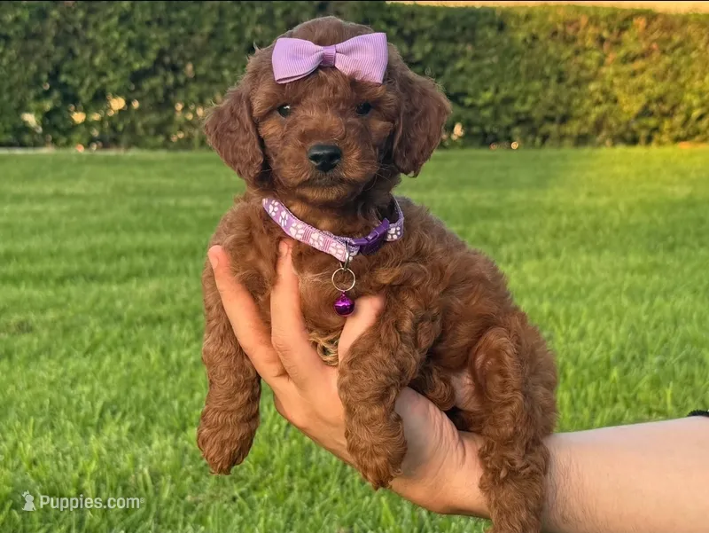 Red Poodle 🐩 ♥️ 😍  – Poodle - Toy , Poodle - Miniature  puppy for sale in Seattle, WA